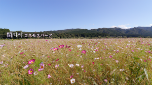 2024年9月🌱Team ECOメッセージは関川村
